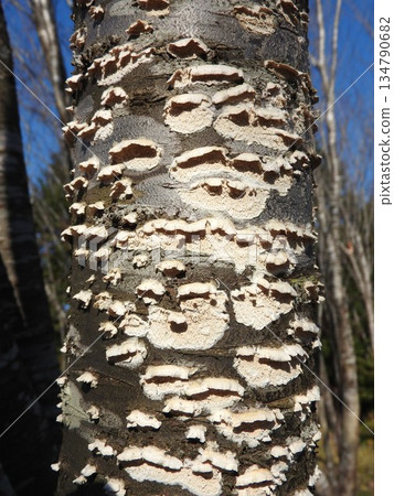 Usubatake, which grows on dead broad-leaved trees 134790682