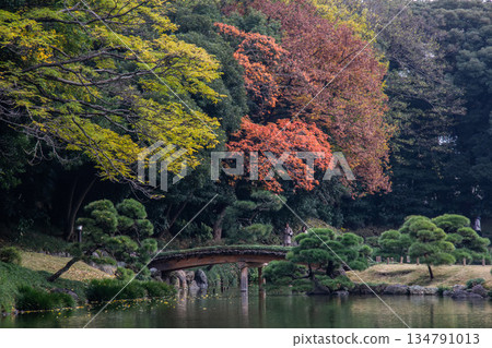 清澄庭園：秋季的日式庭園，樹木色彩斑斕，木橋蜿蜒。池畔景色寧靜祥和。 134791013
