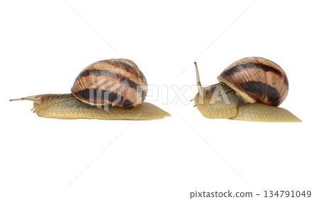 Garden snails Helix pomatia with striped shells. Garden snails Helix pomatia with striped shells. 134791049