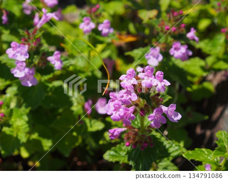Prunella vulgaris of Mt. Tanigawa Prunella vulgaris of Mt. Tanigawa 134791086