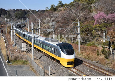 E657 Series Yellow Jonquil and Kairakuen 134791113