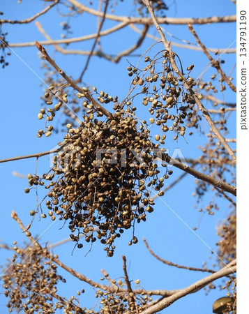 赬桐果實 134791190