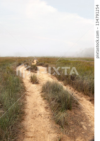 Mist in the paths of the moors of the Arcachon Basin in France Mist in the paths of the moors of the Arcachon Basin in France 134791254