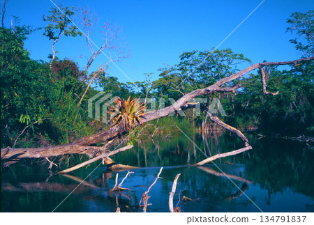 05號河裡潛伏著一條2公尺長的古代魚 134791837