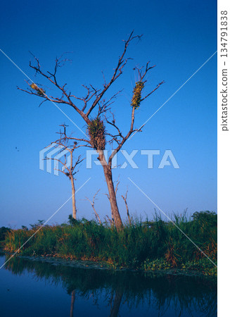 04號河裡潛伏著一條2公尺長的古老魚類 134791838