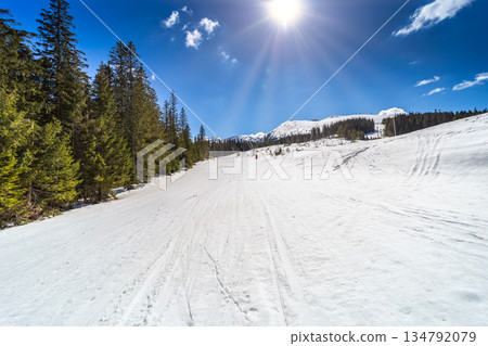 Ski Slope Bordered by Evergreen Forest Under Blue Sky 134792079