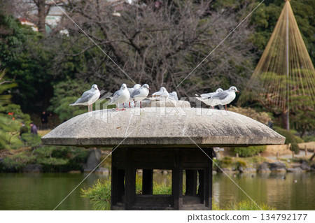 Seagulls gathering around the stone lantern in Kiyosumi Gardens Scenery of wild birds resting in a winter garden Seagulls gathering around the stone lantern in Kiyosumi Gardens Scenery of wild birds resting in a winter garden 134792177