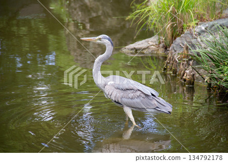 A grey heron resting in the pond of Kiyosumi Gardens: Wild birds living in urban gardens A grey heron resting in the pond of Kiyosumi Gardens: Wild birds living in urban gardens 134792178