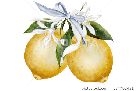 Lemon branch watercolor painting. Hand-drawn illustration of the yellow fruit with a blue ribbon bow on a white background. Clip art for cosmetics and lemon-based product design. Lemon branch watercolor painting. Hand-drawn illustration of the yellow fruit with a blue ribbon bow on a white background. Clip art for cosmetics and lemon-based product design. 134792451