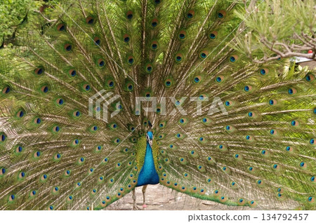 雄孔雀在繁殖季節炫耀羽毛 1 雄孔雀在繁殖季節炫耀羽毛 1 134792457