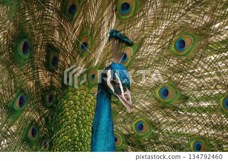 8隻雄孔雀在繁殖季節炫耀羽毛 8隻雄孔雀在繁殖季節炫耀羽毛 134792460