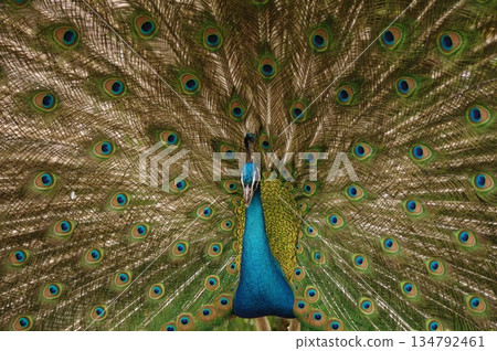 7隻雄性孔雀在繁殖季節炫耀羽毛 7隻雄性孔雀在繁殖季節炫耀羽毛 134792461