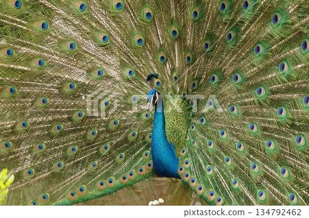 雄孔雀在繁殖季節炫耀花樣 6 134792462