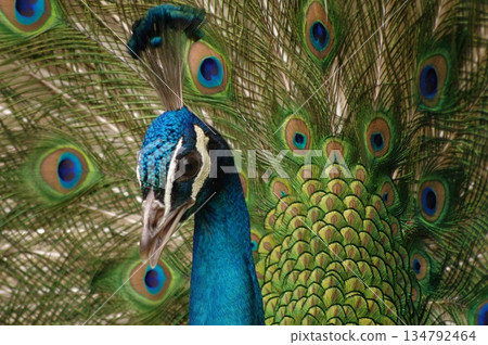 Male peacock showing off during breeding season 4 Male peacock showing off during breeding season 4 134792464