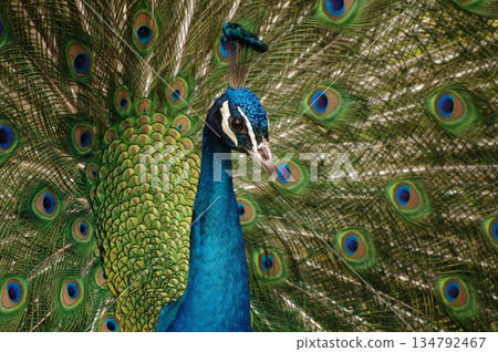 Male peacock showing off during breeding season 2 Male peacock showing off during breeding season 2 134792467