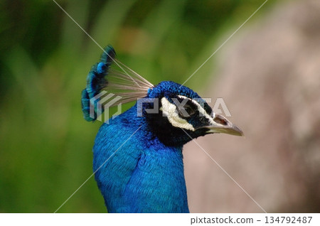 18隻雄性孔雀在繁殖季節炫耀羽毛 134792487