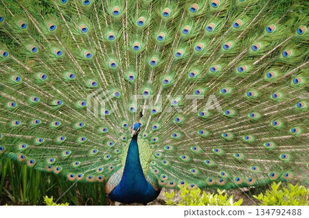 雄孔雀在繁殖季節炫耀花樣 17 雄孔雀在繁殖季節炫耀花樣 17 134792488