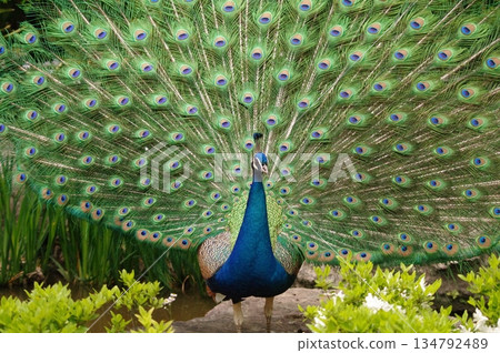 Male peacocks showing off during breeding season 16 134792489