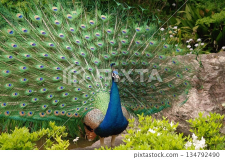 15隻雄性孔雀在繁殖季節炫耀羽毛 134792490