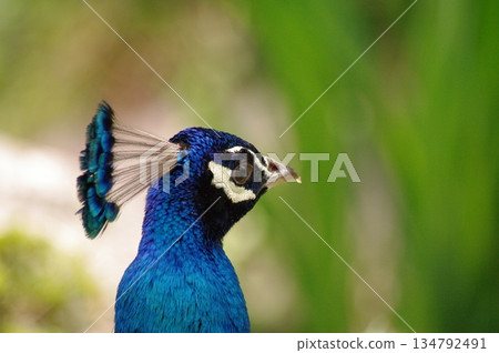 雄孔雀在繁殖季節炫耀花樣 14 134792491