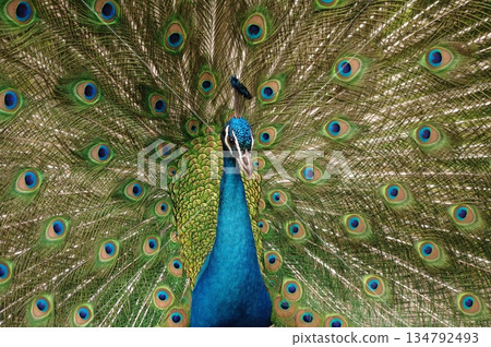 雄孔雀在繁殖季節炫耀羽毛 12 134792493