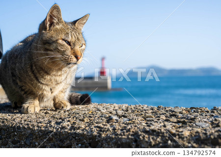 港口裡的貓 134792574