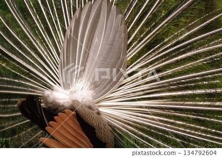 A male peacock showing off during the breeding season 1 134792604