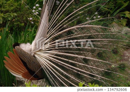 雄孔雀在繁殖季節炫耀羽毛的背影 4 134792606