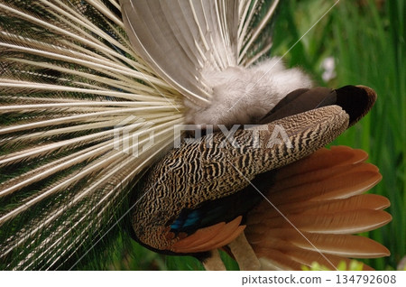 雄性孔雀在繁殖季節炫耀羽毛 2 134792608