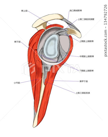 Glenoid fossa and rotator cuff muscles of the shoulder joint 134792726