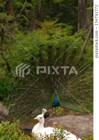 白孔雀 白化白孔雀 2 134792772