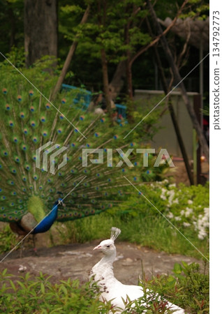 白孔雀 白化白孔雀 3 134792773