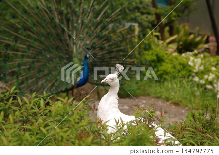 White peacock Albino White peacock 4 White peacock Albino White peacock 4 134792775