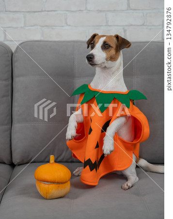 Jack Russell Terrier dog in pumpkin costume next to jack o lantern on sofa.  134792876