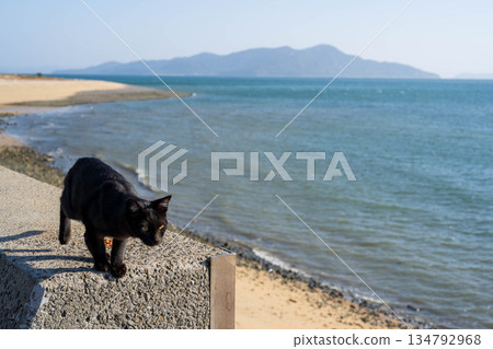 和貓一起看海 134792968