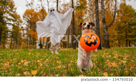 Woman in white sheet and jack russell terrier dog holding jack o latrine in autumn forest. Halloween costume. Woman in white sheet and jack russell terrier dog holding jack o latrine in autumn forest. Halloween costume. 134793010