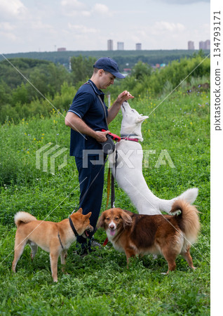 A Caucasian man walks with three dogs. Dog walker. 134793171