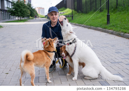 A man walks three different dogs. A man walks three different dogs. 134793286