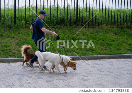 A man walks three different dogs. A man walks three different dogs. 134793288