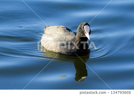 鴨 鴨 134793608