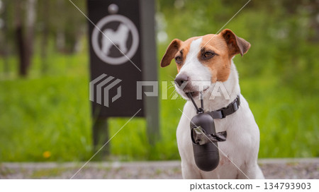Adorable Dog with Waste Bag Ready for a Walk.  134793903