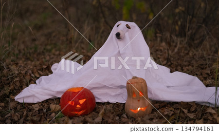 Jack Russell Terrier dog in a ghost costume for Halloween in the woods. Jack Russell Terrier dog in a ghost costume for Halloween in the woods. 134794161