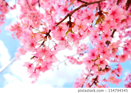 Close-up of Kawazu cherry blossoms in full bloom and blue sky in Tama, Tokyo 134794345