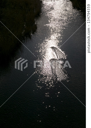 A photo of the water surface shining in the setting sun of the Kota River in Tama City, Tokyo, and a duck landing on the water 134794359