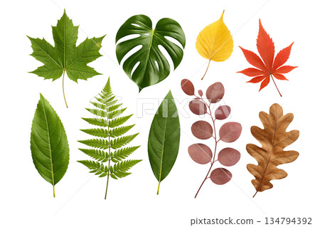 Png collection of autumn leaves with various shapes and colors isolated on transparent background. concept of seasonal foliage, nature elements, fall decor. 134794392
