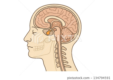 Illustration of human head anatomy with detailed brain and skull structure on plain background. concept of medical education, biology study, health learning, scientific diagram 134794591
