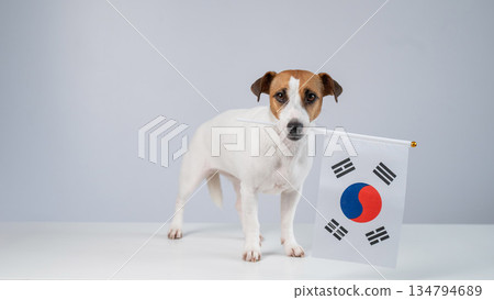Jack Russell Terrier dog holding South Korea flag on white background. Copy space. Jack Russell Terrier dog holding South Korea flag on white background. Copy space. 134794689