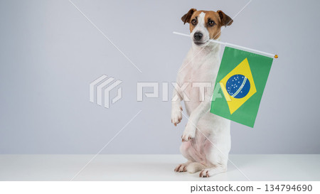 Jack Russell Terrier dog holding a Brazilian flag on a white background. Copy space.  134794690