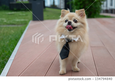 Cute Pomeranian in a tie on a walk. Cute Pomeranian in a tie on a walk. 134794840