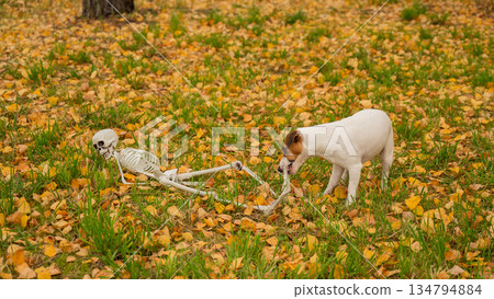 Jack Russell Terrier Dog Dragging Human Skeleton Through Autumn Park.  134794884